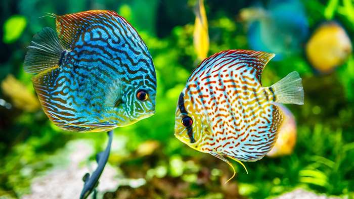 Top 10 aquaria in de VS voor waterliefhebbers