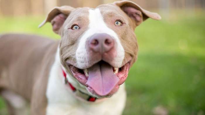 La investigación revela la raza de perros favorita de cada estado. ¿Está tu perro en la lista??